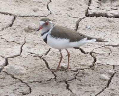 Three Banded Plover