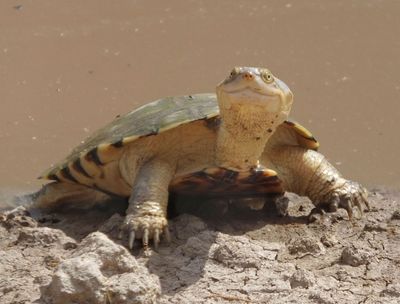 Terrapin