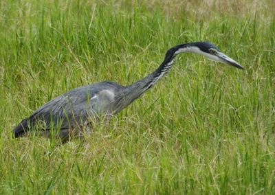Black Headed Heron