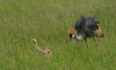 Crowned Crane and chick