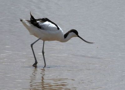 Avocet