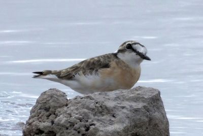 Merlin suggests_Chestnut Banded Plover