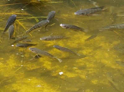 Fish at Elerai Camp garden pond