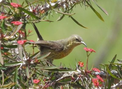 Merlin suggests_Hunters sunbird_female on Euphorbia milii...but also suggested Marico sunbird for a very similar photo(?)