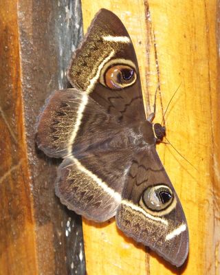 Brown butterfly with eye spots_Elerai Camp