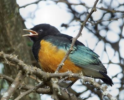 Superb Starling chick calling for food