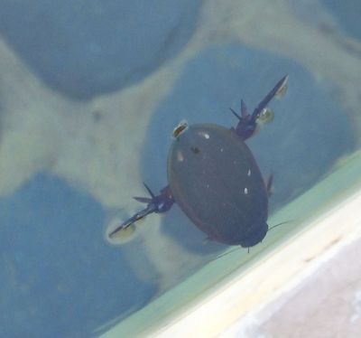 Great Diving Beetle in swimming pool_Elerai Camp before it was open