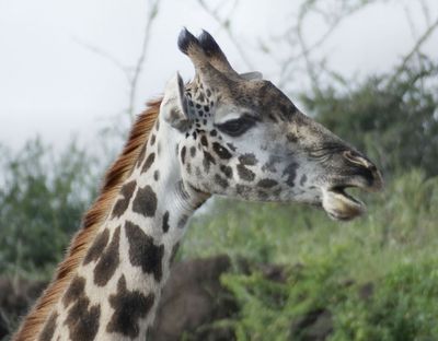 Masai Giraffe chewing