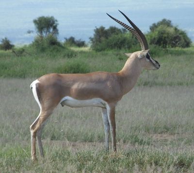 Grants Gazelle...juveniles have black stripe