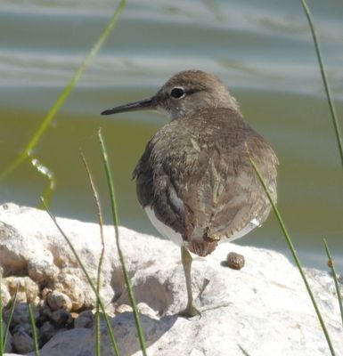 Merlin suggests Common _or maybe Green_Sandpiper