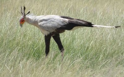 Secretary Bird