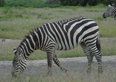 DSCF8063 Burchells Zebra.JPG