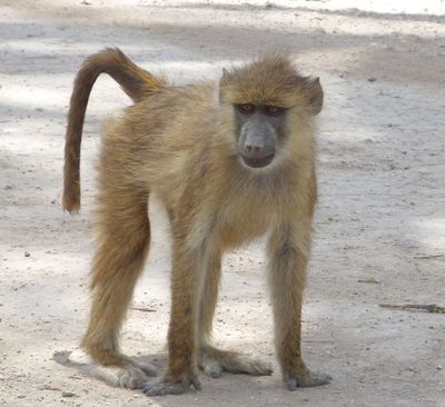 Infant Yellow Baboon