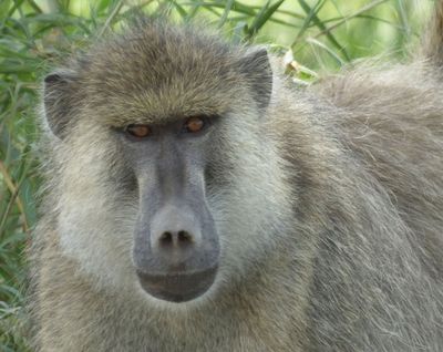 Yellow Baboon