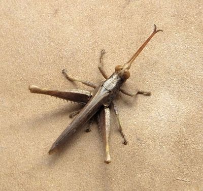 Some sort of Grasshopper or Crickety thingy