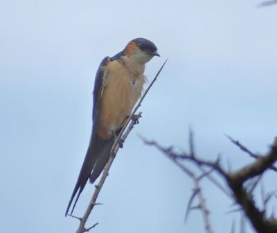 Merlin suggests Red Rumped_or maybe Mosque_Swallow