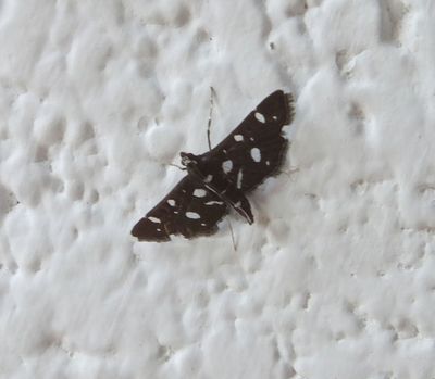 Black and White moth_Elerai Camp