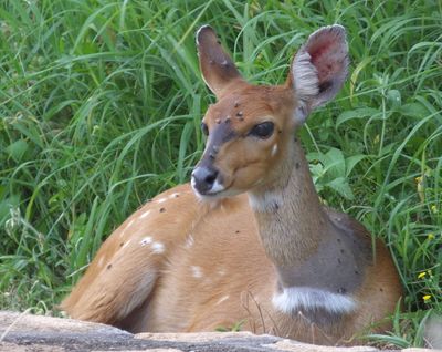 Emily_hand reared female Bushbuck ...she stays around the camp