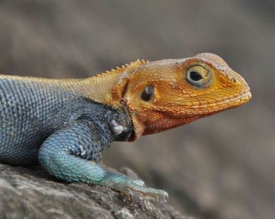 Male Red Headed or Rainbow Rock Agama