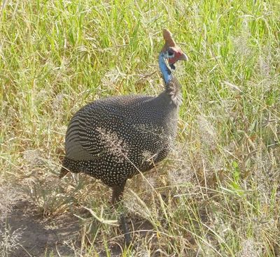 Helmeted Guineafowl