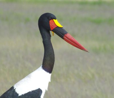 Saddle Billed Stork