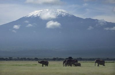 Kilimanjaro and Elephant herd