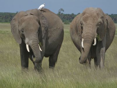 Two elephants and cattle egret