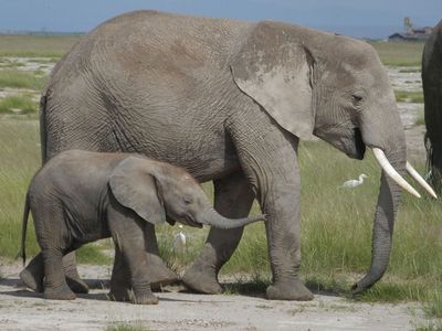 Elephant and calf