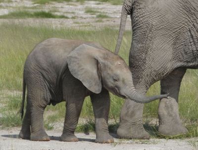 Elephant calf