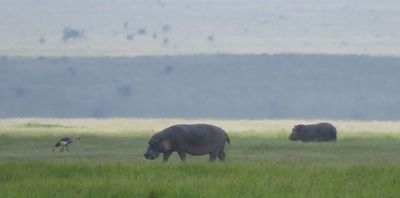 Distant Hippos... out on land in midday sun plus crowned cranes