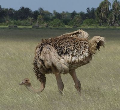 Female Ostrich