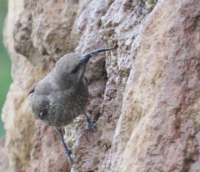 Merlin suggests_Amethyst Sunbird female collecting water from swimming pool overflow