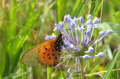 Orange and black butterfly on_Plantnet suggests_Pentanisia ouranogyne