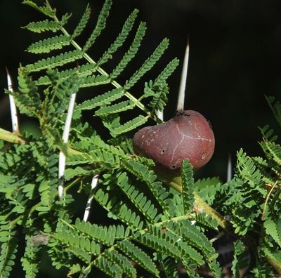 Whistling Acacia provide homes for ants_who then protect the tree
