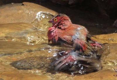 Red Billed Firefinches bathing in swimming pool overflow.