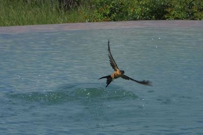 Red Rumped ..or Mosque? Swallow collecting water from swimming pool