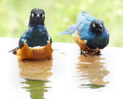 Superb Starlings bathing in swimming pool