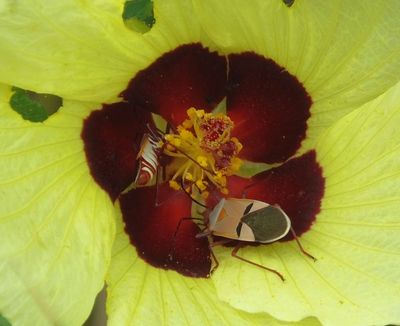 Beetles in Hibiscus calyphyllus