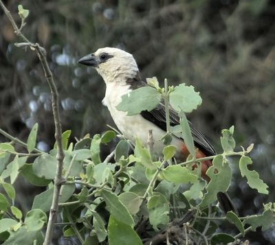 White Headed Buffalo Weaver