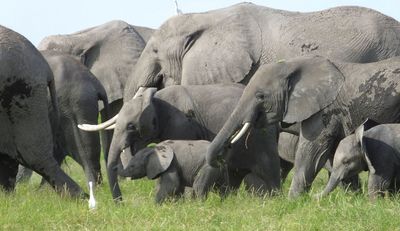 Elephant herd with small calf