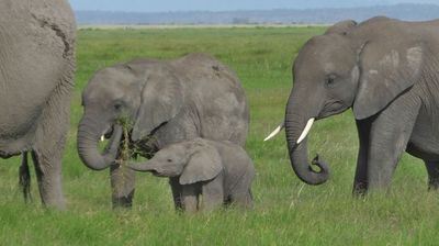 Elephant herd with small calf