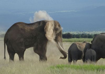 Elephant Dust bathing