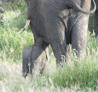 Elephant calf suckling