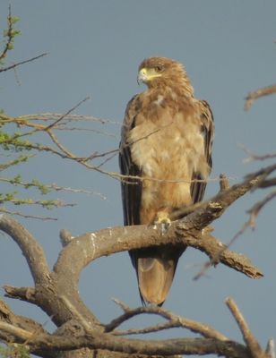 Tawny Eagle