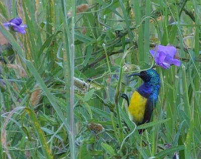  Merlin suggests Variable sunbird male