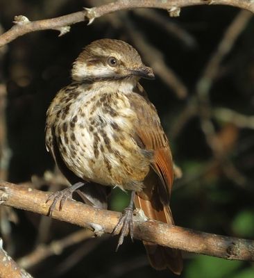 Spotted Morning or Palm Thrush