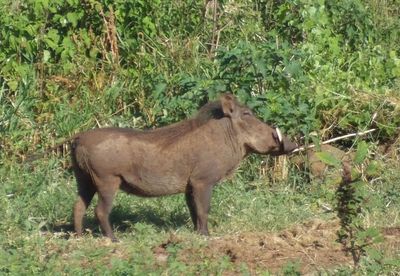 Warthog