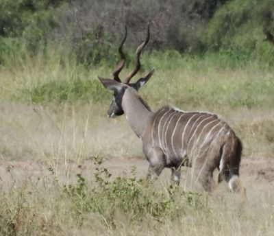 Lesser Kudu_unusually_out in the open grassland