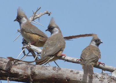 Speckled Mousebirds.