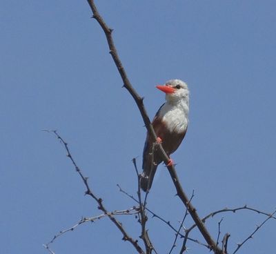  Merlin suggests_Gray Headed Kingfisher